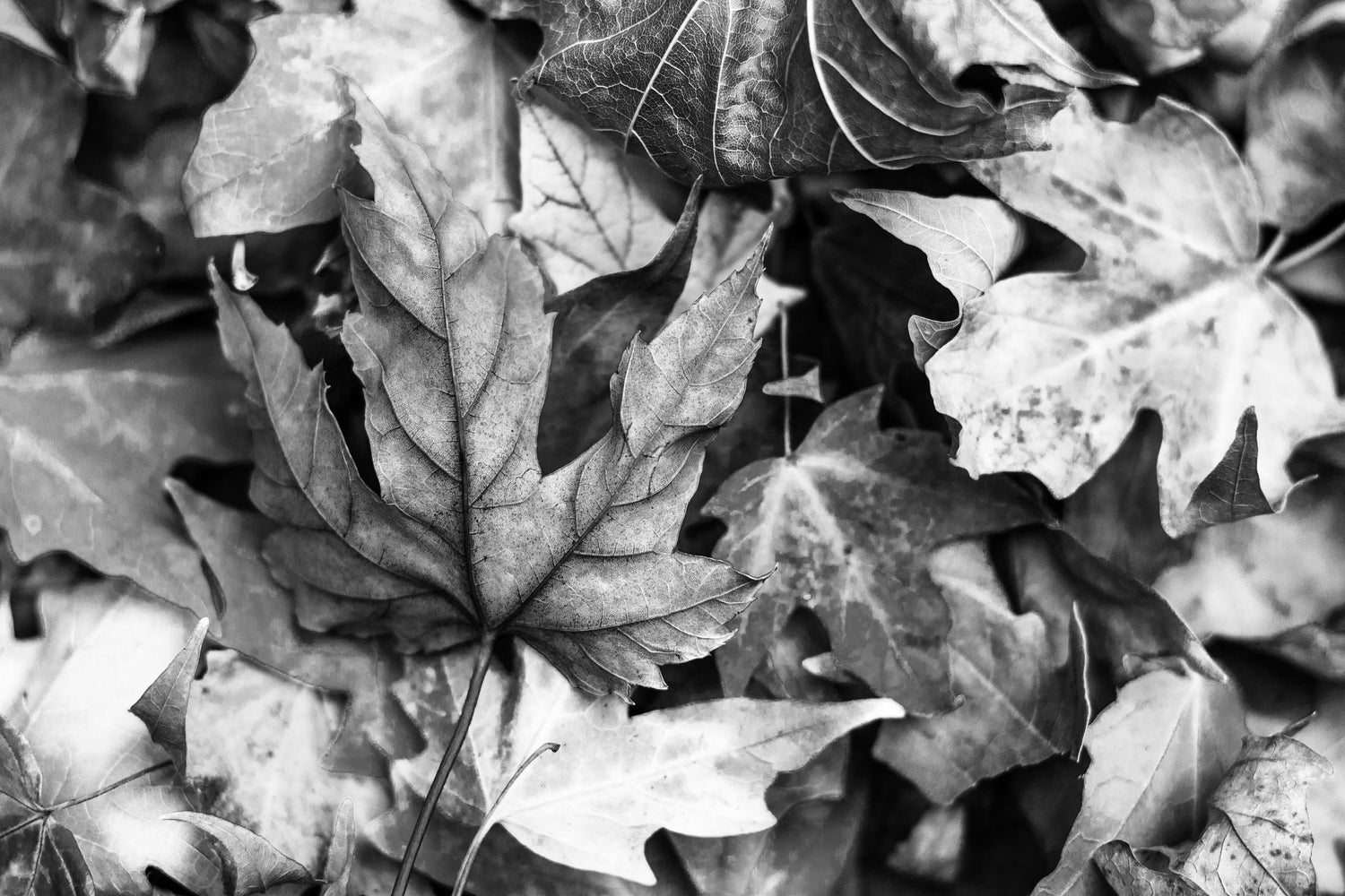 Black and white close-up of fallen autumn leaves on the ground.